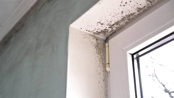 Mold Removal and Inspection in Williamstown, KY