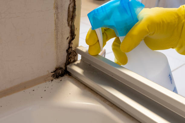 Best Black Mold Removal  in Williamstown, KY
