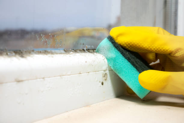 Best Residential Mold Removal  in Williamstown, KY
