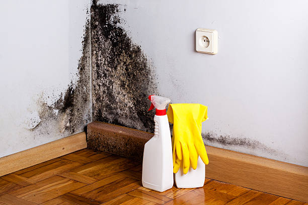 Best Home Mold Removal  in Williamstown, KY
