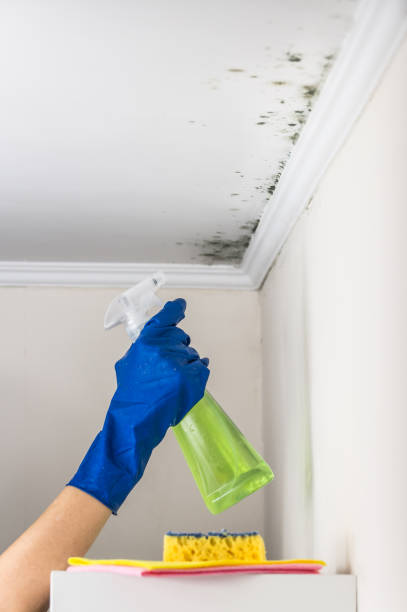 Best Attic Mold Removal  in Williamstown, KY