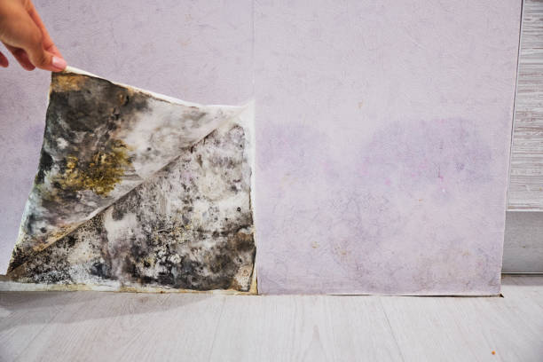Mold Testing and Removal in Williamstown, KY